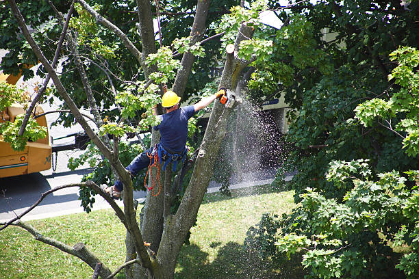  Long Beach, CA Tree Services Pros