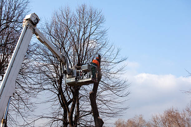 Reliable Long Beach, CA Tree Services Solutions