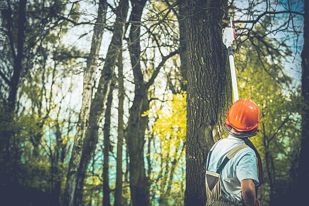 How Our Tree Care Process Works  in  Long Beach, CA