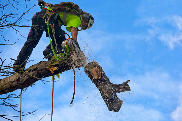 Best Stump Grinding and Removal  in Long Beach, CA